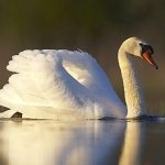 Download Animal Swan PFP