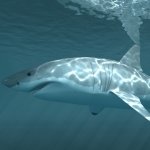 Download Animal Shark PFP