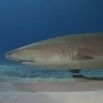 Download Animal Shark PFP