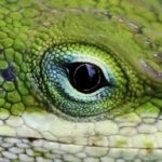 Download Animal Reptile PFP