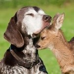 Download Animal Cute PFP