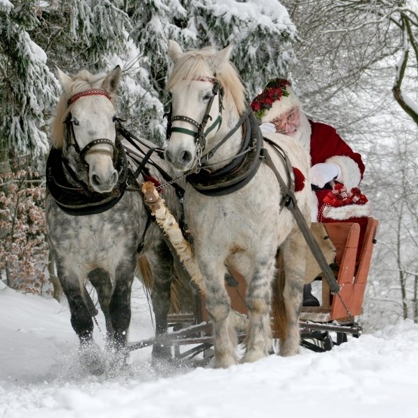 Horse Drawn Vehicle PFP