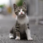 depth of field baby animal kitten cat Animal PFP