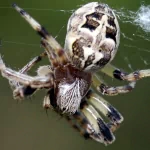Animal spider PFP