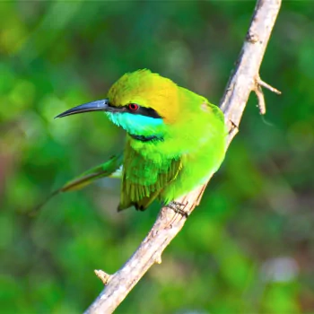 Green Bee-eater PFP