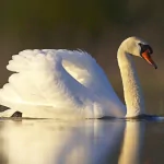  Swan Lake