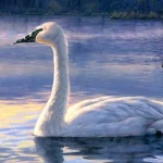 Animal swan PFP