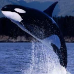  Orca