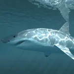  Great White Shark