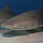 Animal shark PFP