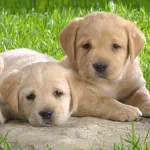  Cute Puppy's