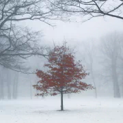  Snow Fog ~ lll by ~EvidencE~