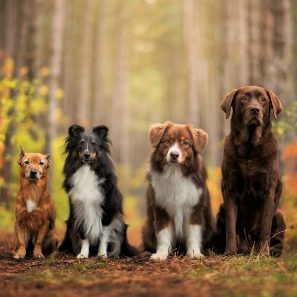 Dogs in Autumn Forest