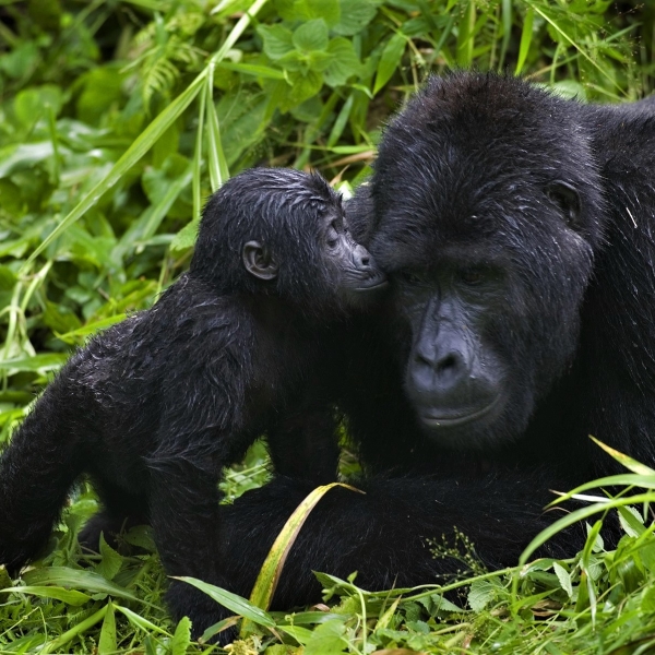 Gorilla Mother and Her Baby