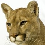 Sub-Gallery ID: 4030 Cougar
