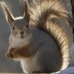 Sub-Gallery ID: 4094 Squirrels - Raccoons