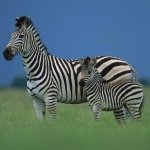 Download Animal Zebra PFP