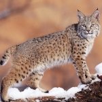 Download Animal Lynx PFP