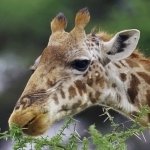 Download Animal Giraffe PFP