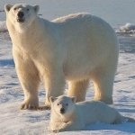 Download Animal Polar Bear PFP