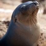 Download Animal Seal PFP