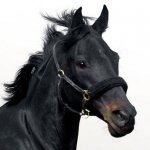 Download Animal Horse PFP