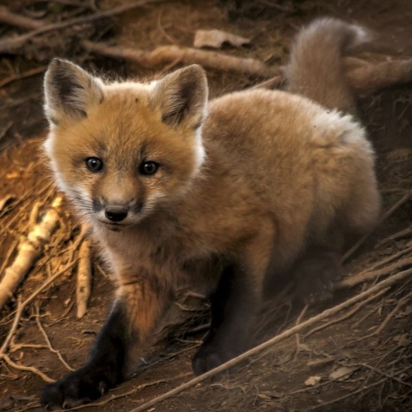 Download Cute Baby Animal Fox Animal PFP