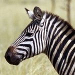 Download Animal Zebra PFP