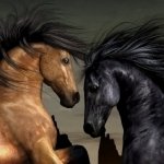 Download Animal Horse PFP