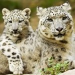 Download Baby Animal Snow Leopard Animal PFP