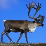 Download Animal Deer PFP