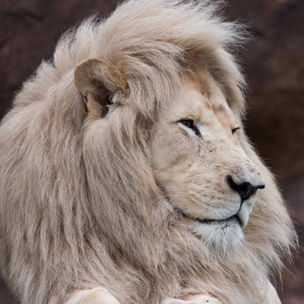 Lion Forum Avatar | Profile Photo - ID: 115518 - Avatar Abyss