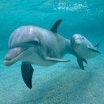 Download Animal Dolphin PFP
