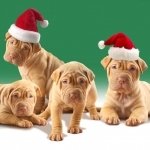 Download Animal Cute PFP