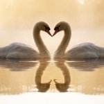 Download Animal Swan PFP