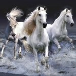 Download Animal Horse PFP