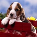 Download Animal Cute PFP