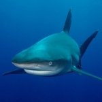 Download Animal Shark PFP