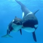 Download Animal Whale PFP