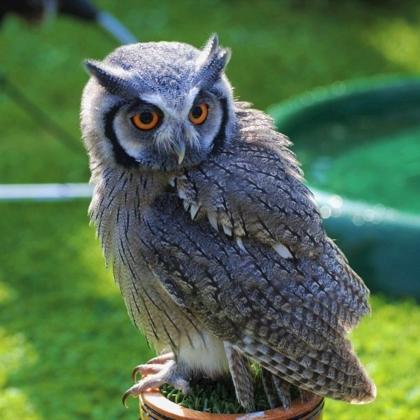 Owl Forum Avatar | Profile Photo - ID: 115809 - Avatar Abyss