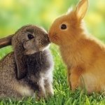 Download Animal Rabbit PFP