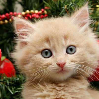 Download Christmas Ornaments Christmas Kitten Cat Animal  PFP