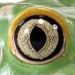 Download Animal Frog PFP