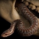 Download Animal Snake PFP