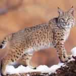 Animal lynx PFP