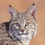 Animal lynx PFP