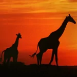  Giraffe At Sunset