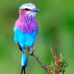 Animal bird PFP