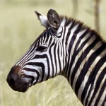  Black Or White Stripes