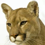  Cougar Portrait